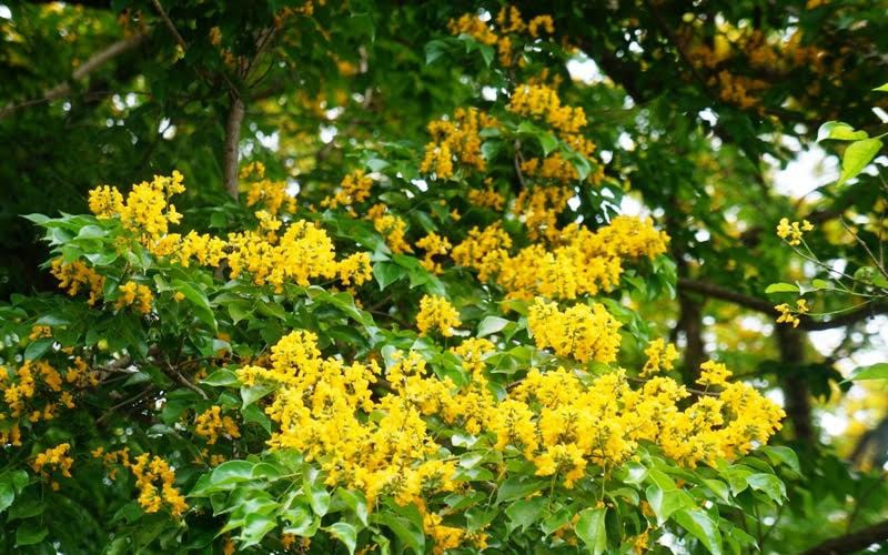 Sắc hoa vàng rực rỡ. Sắc hoa vàng rực rỡ.