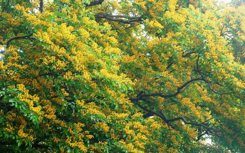Đã mắt ngắm hoa sưa “bung lụa”. Đã mắt ngắm hoa sưa “bung lụa”.