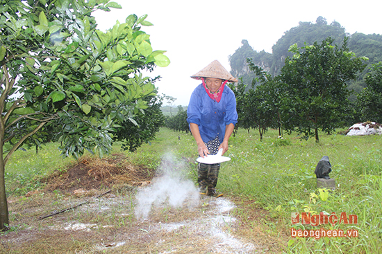 Mảnh đất Đỉnh Sơn, đoạn giáp ranh với xã Yên Khê (Con Cuông) vốn trước đây là địa bàn đứng chân của Nông trường Bãi Phủ nổi tiếng với chất lượng cam quả. Phát huy thể mạnh của điều kiện tự nhiên, thổ nhưỡng, người dân đã chủ động cải tạo đất, phát triển cây cam. Mảnh đất Đỉnh Sơn, đoạn giáp ranh với xã Yên Khê (Con Cuông) vốn trước đây là địa bàn đứng chân của Nông trường Bãi Phủ nổi tiếng với chất lượng cam quả. Phát huy thể mạnh của điều kiện tự nhiên, thổ nhưỡng, người dân đã chủ động cải tạo đất, phát triển cây cam.