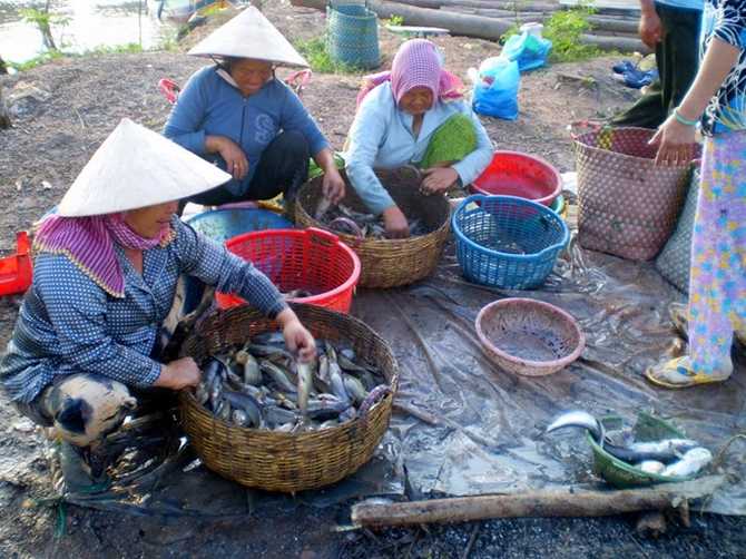 Những con cá nhỏ được người dân phân loại để ăn hoặc đem đi cho hàng xóm. Những con cá nhỏ được người dân phân loại để ăn hoặc đem đi cho hàng xóm.