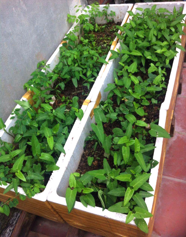 Rau muống trồng từ gốc thân cây rau già (Ảnh: Huyền Phương) Rau muống trồng từ gốc thân cây rau già (Ảnh: Huyền Phương)