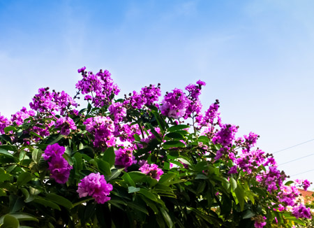Hoa bằng lăng. (Ảnh: Việt Hùng) Hoa bằng lăng. (Ảnh: Việt Hùng)