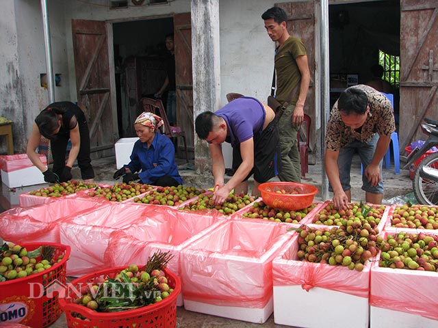 Vải được đóng làm 2 loại. Loại đóng theo bó chùm chủ yếu bán trong nội địa, loại quả rời đóng thùng xốp xuất sang Trung Quốc.