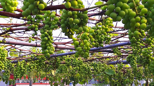 Chủ nhân của giàn nho Pháp sai trĩu quả trên sân thượng ngôi nhà này là anh Phạm Đăng Khoa (sinh năm 1980). Hiện, anh Khoa đang công tác tại Văn phòng UBND tỉnh Lai Châu. Chủ nhân của giàn nho Pháp sai trĩu quả trên sân thượng ngôi nhà này là anh Phạm Đăng Khoa (sinh năm 1980). Hiện, anh Khoa đang công tác tại Văn phòng UBND tỉnh Lai Châu.