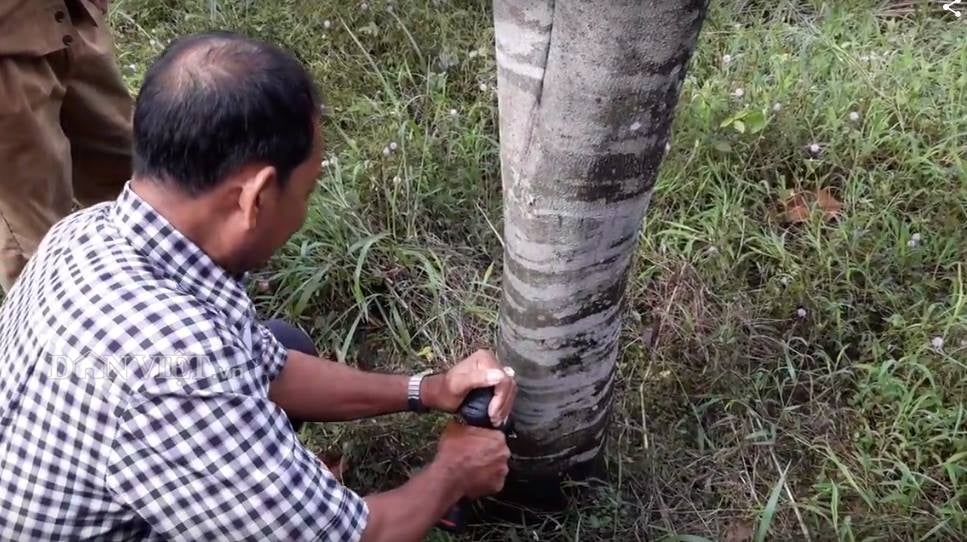Cây dó trồng được 4 năm thì tiến hành khoan vào thân. Quy trình là khoan gốc trước, đến thân rồi mới đến ngọn cây. Theo ông Khoan, trước đây do chưa có kỹ thuật cấy trầm hương nên ông chỉ lấy được thân và ngọn cây nhưng hiện tận thu được cả gốc cây. Cây dó trồng được 4 năm thì tiến hành khoan vào thân. Quy trình là khoan gốc trước, đến thân rồi mới đến ngọn cây. Theo ông Khoan, trước đây do chưa có kỹ thuật cấy trầm hương nên ông chỉ lấy được thân và ngọn cây nhưng hiện tận thu được cả gốc cây.