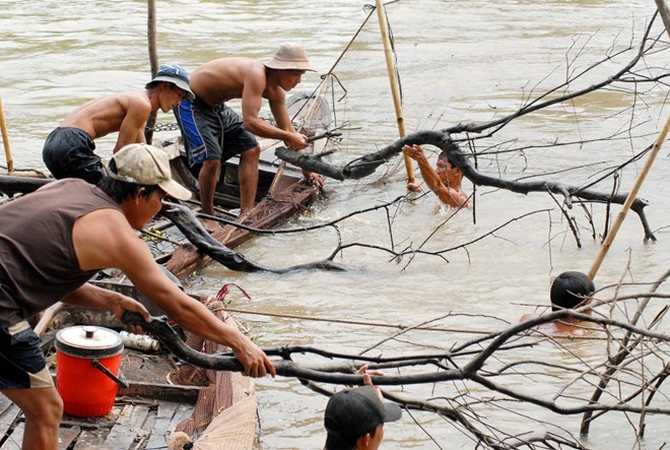 Đưa những nhánh chà lên khỏi mặt nước... Đưa những nhánh chà lên khỏi mặt nước...