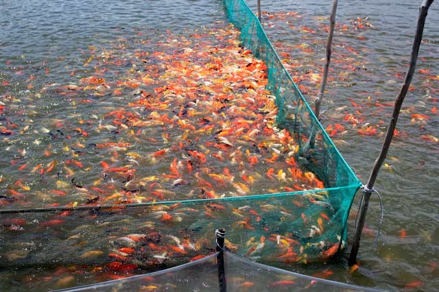 Nếu không canh chừng, nguồn nước độc hại, ô nhiễm sẽ giết chết đàn cá. Ảnh: T.Tuấn Nếu không canh chừng, nguồn nước độc hại, ô nhiễm sẽ giết chết đàn cá. Ảnh: T.Tuấn