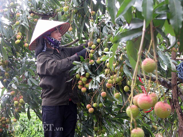 Nhà trồng nhiều nhất như anh Lê Văn Bình (khu Cẩm Hồng, phường Phương Nam) cũng khoảng 500 gốc vải, huy động tối đa lực lượng mỗi ngày cũng chỉ thu hoạch được trên dưới 1 tấn, không đủ cung cấp cho các xe đến lấy hàng.