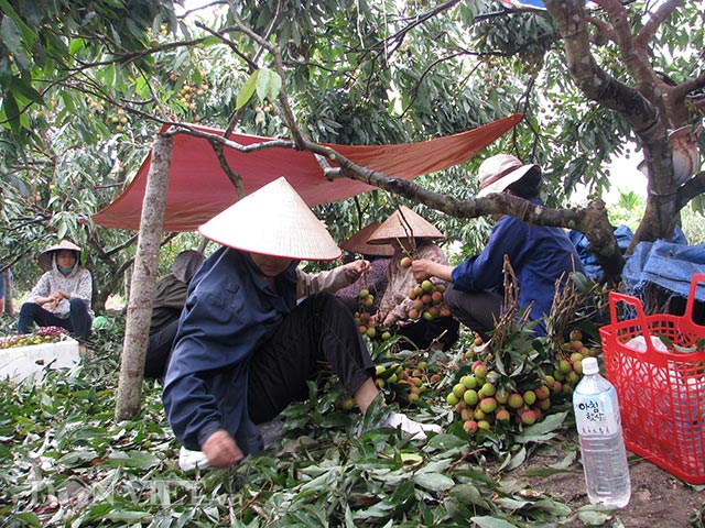 Những quả vải tươi vừa hái được xếp tại vườn để chọn lọc, cắt tỉa.