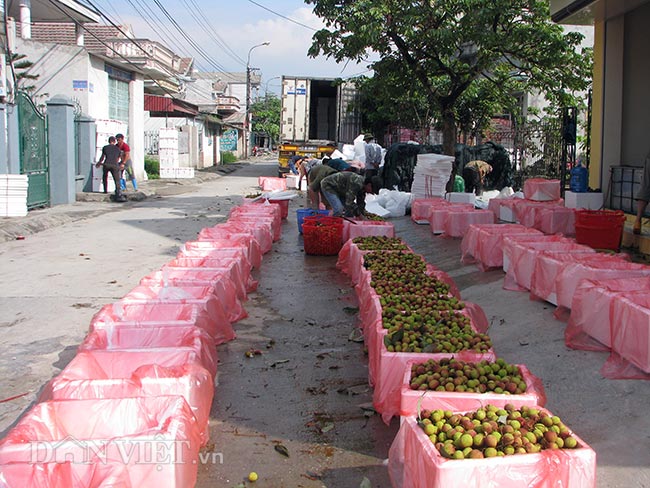 Với 350ha diện tích trồng vải, phường Phương Nam là nơi trồng giống vải lai chín sớm nhiều nhất của tỉnh Quảng Ninh, sản lượng vải chín sớm năm nay ước đạt trên 2.000 tấn quả. Vải lai Phương Nam quả thơm ngon, vỏ mỏng, gai thưa và ngắn, có vị thơm ngọt, trái to, mọng cùi.