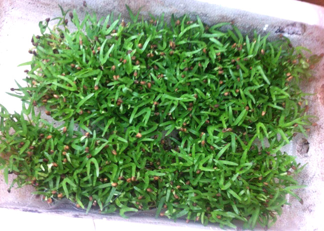 Rau muống gieo hạt, nảy mầm, lên được 2-3 lá (Ảnh: Huyền Phương) Rau muống gieo hạt, nảy mầm, lên được 2-3 lá (Ảnh: Huyền Phương)