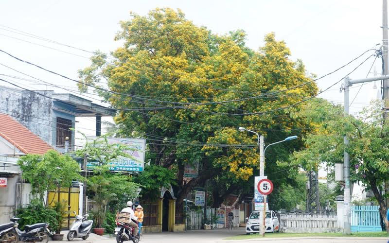 Cây sưa ngay đầu cổng vào làng sưa Hương Trà bung sắc. Cây sưa ngay đầu cổng vào làng sưa Hương Trà bung sắc.