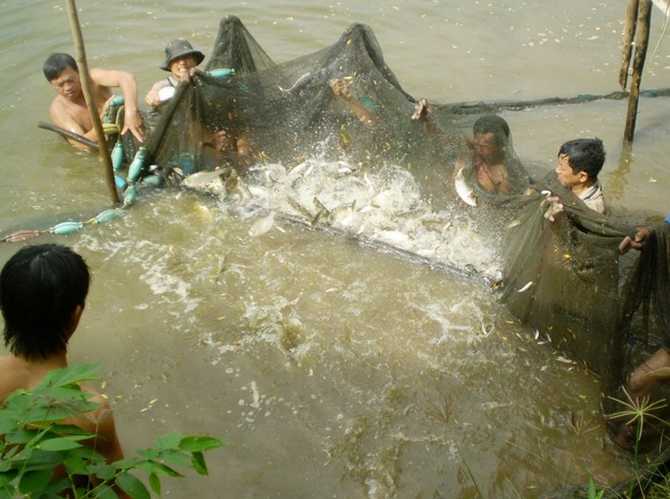 Sau khi mang chà ra xong thì lưới được túm lại. Sau khi mang chà ra xong thì lưới được túm lại.