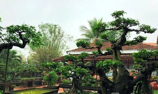 Chị Thùy Anh - chủ nhân khu sân vườn nhà phố xinh đẹp cho biết, đối với cây cảnh trồng trong nhà cần kỹ thuật chăm sóc đặc biệt. Cây cảnh bonsai cũng vậy, cần sự tỉ mẩn chăm chút rất nhiều công sức, thời gian. Chị Thùy Anh - chủ nhân khu sân vườn nhà phố xinh đẹp cho biết, đối với cây cảnh trồng trong nhà cần kỹ thuật chăm sóc đặc biệt. Cây cảnh bonsai cũng vậy, cần sự tỉ mẩn chăm chút rất nhiều công sức, thời gian.