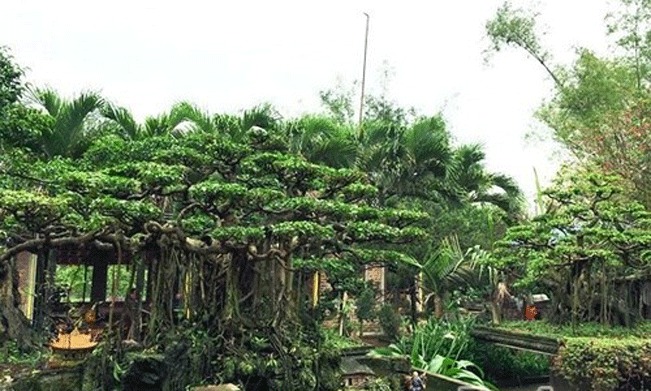 Nhưng bù lại khi được ngắm những gốc bonsai hàng chục thậm chí hàng trăm tuổi được uốn lượn nghệ thuật, mọi người trong gia đình chị ai cũng có cảm giác rất bình yên và hạnh phúc. Nhưng bù lại khi được ngắm những gốc bonsai hàng chục thậm chí hàng trăm tuổi được uốn lượn nghệ thuật, mọi người trong gia đình chị ai cũng có cảm giác rất bình yên và hạnh phúc.