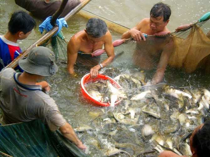 Công đoạn cuối là bắt cá trong lưới. Công đoạn cuối là bắt cá trong lưới.