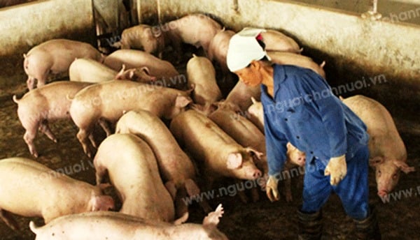 Độc tố nấm mốc trong thức ăn chăn nuôi gây ảnh hưởng đến sức khỏe của lợn - Ảnh: Xuân Trường Độc tố nấm mốc trong thức ăn chăn nuôi gây ảnh hưởng đến sức khỏe của lợn - Ảnh: Xuân Trường