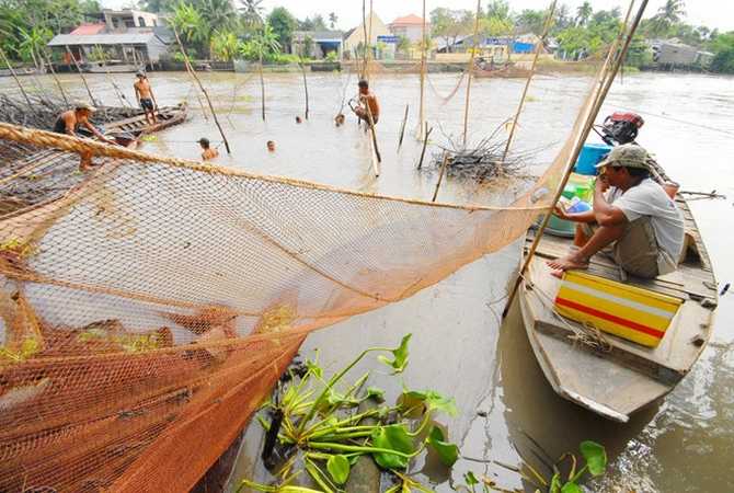 Thương lái ngồi chờ để thu mua cá. Thương lái ngồi chờ để thu mua cá.