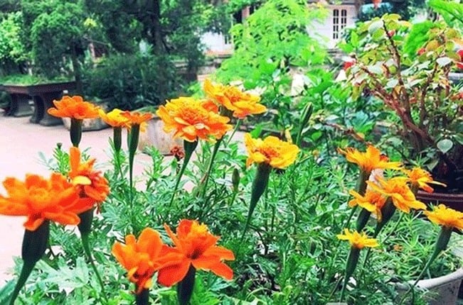 Hoa luôn nở rực rỡ trong khu vườn nhà phố. Hoa luôn nở rực rỡ trong khu vườn nhà phố.