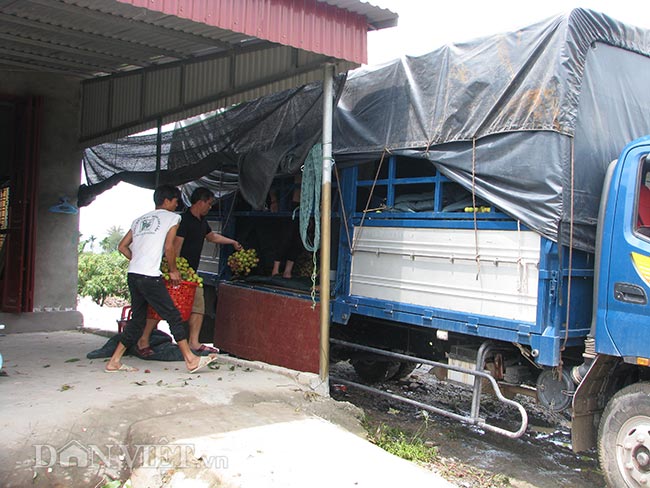 Phường Phương Nam những ngày trung tuần tháng 5 năm nay nhộn nhịp bước vào mùa vải chín. 