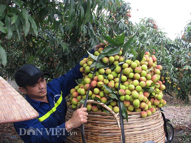 Người dân Phương Nam cho biết, giá vải những ngày đầu mùa (đầu tháng 5) bán cho thương lái khoảng 50.000 đồng/kg. Hiện các hộ đã đồng loạt thu hoạch nên giá vải chỉ còn từ 26-30.000 đồng/kg.