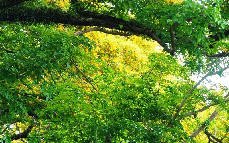 Hoa sưa tô sắc trên nhiều nẻo đường. Hoa sưa tô sắc trên nhiều nẻo đường.