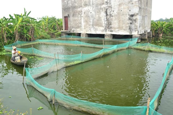Ao nuôi cá rô đầu vuông. Ao nuôi cá rô đầu vuông.