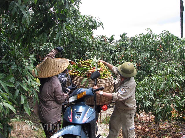  Sau đó được vận chuyển bằng xe máy ra các điểm bán cho thương lái.