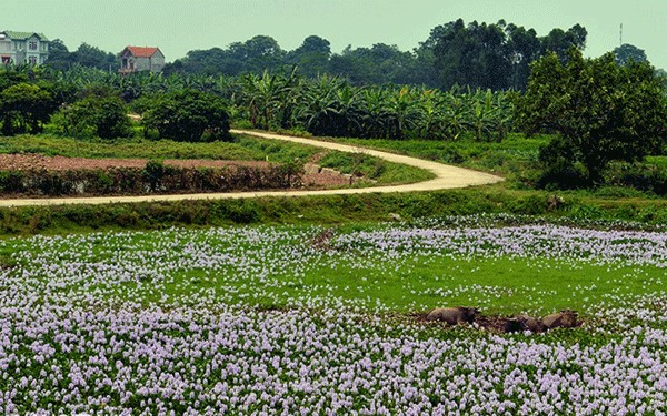 Lục bình còn được gọi là bèo Nhật Bản hay bèo, sống nơi ngập nước. Lục bình cho hoa màu tím, mang vẻ đẹp tự nhiên quyến rũ.