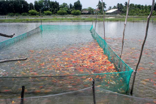 Một ao nuôi cá cảnh của ông Phong. Ảnh: T.Tuấn Một ao nuôi cá cảnh của ông Phong. Ảnh: T.Tuấn