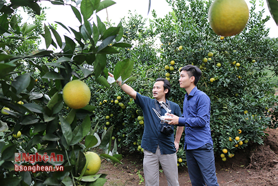 Phóng viên tác nghiệp tại vườn cam. Phóng viên tác nghiệp tại vườn cam.