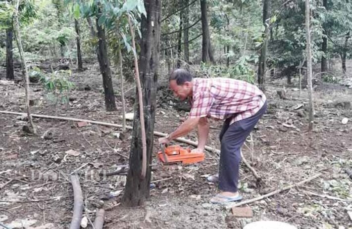 Nhờ nắm tuyệt kỹ cấy trầm hương trên cây dó bầu, ông Khoan đã bắt 7ha cây dó của gia đình “đẻ” ra trầm, đem lại doanh thu hàng tỉ đồng mỗi năm. Nhờ nắm tuyệt kỹ cấy trầm hương trên cây dó bầu, ông Khoan đã bắt 7ha cây dó của gia đình “đẻ” ra trầm, đem lại doanh thu hàng tỉ đồng mỗi năm.