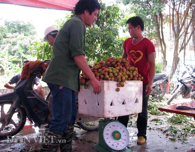 Đã 4 ngày nay, anh Phạm Văn Quy (nhân viên Ban Quản lý Di tích và Vườn quốc gia Yên Tử) xin nghỉ phép để về nhà thu hoạch vải. Anh Quy cho biết: 