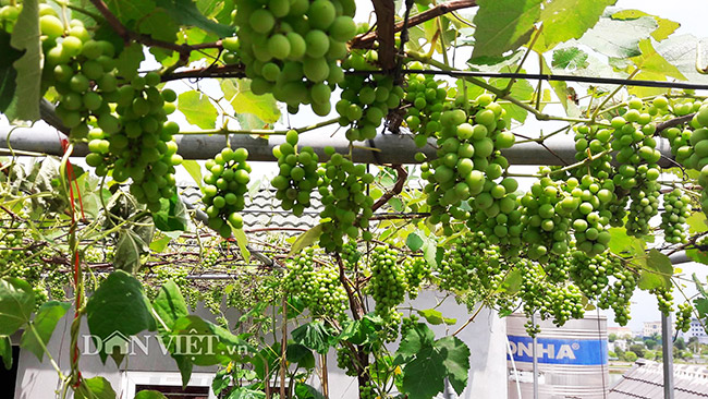 Điều kì lạ là dù chỉ được trồng trên sân thượng trong điều kiện đất chật hẹp nhưng giàn nho lại cực kỳ sai quả, trĩu cành. Điều kì lạ là dù chỉ được trồng trên sân thượng trong điều kiện đất chật hẹp nhưng giàn nho lại cực kỳ sai quả, trĩu cành.