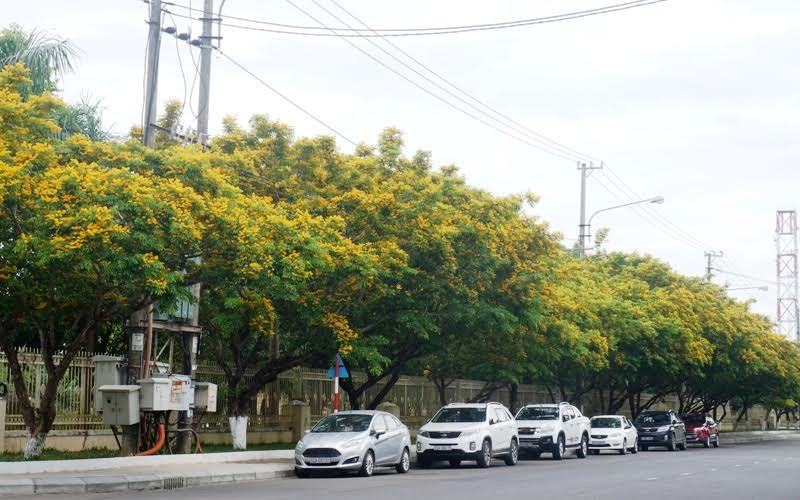 Sưa nở vàng ở đường Trần Hưng Đạo (TP.Tam Kỳ). Sưa nở vàng ở đường Trần Hưng Đạo (TP.Tam Kỳ).