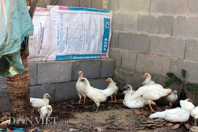 Chân gà rừng có 2 màu khác nhau. Chân gà rừng có 2 màu khác nhau.
