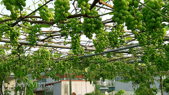 Ban đầu, anh Khoa chỉ trồng nho với mục đích để tạo bóng mát trên sân thượng, giúp nhà đỡ nóng đồng thời tiết kiệm diện tích. Không ngờ, giàn nho lại cho quả sai đến vậy. Ban đầu, anh Khoa chỉ trồng nho với mục đích để tạo bóng mát trên sân thượng, giúp nhà đỡ nóng đồng thời tiết kiệm diện tích. Không ngờ, giàn nho lại cho quả sai đến vậy.
