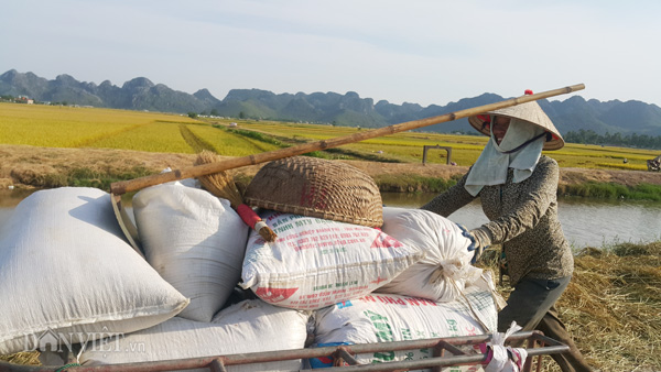 Những chuyến xe đầy ắp thóc vàng Những chuyến xe đầy ắp thóc vàng