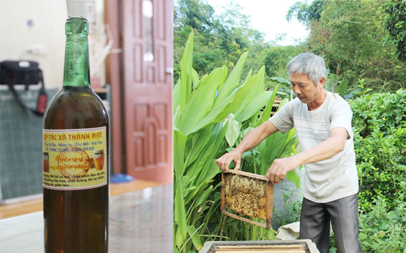 Với trên 200 thùng ong, đến nay HTX Thành Đạt, xã Nông Hạ (Chợ Mới) đang giúp cho nhiều hộ dân phát triển kinh tế, nâng cao thu nhập đảm bảo tiêu chí nông thôn mới