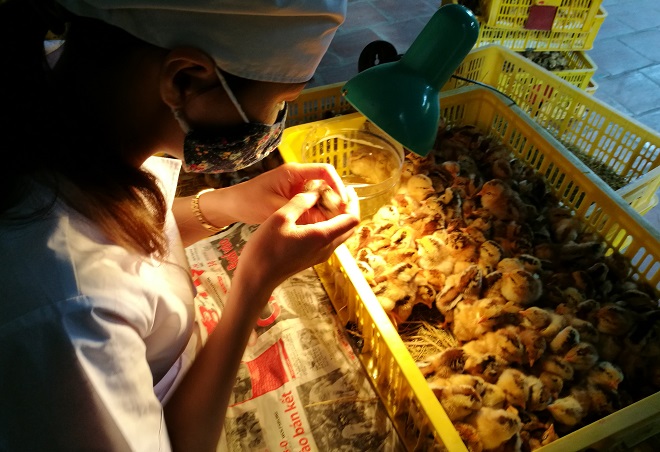 Trung bình mỗi ngày chị Dung phân loại giới tính được khoảng 10.000 – 15.000 con gà Trung bình mỗi ngày chị Dung phân loại giới tính được khoảng 10.000 – 15.000 con gà