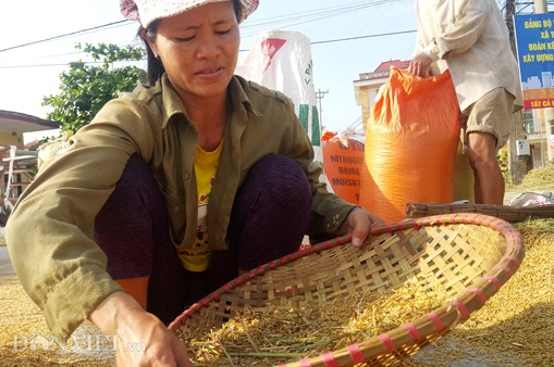 Nhanh tay sàng sảy để đưa thóc vào bao Nhanh tay sàng sảy để đưa thóc vào bao