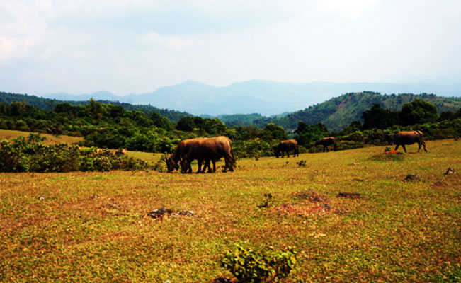 Chăn thả trâu trên đồi. Chăn thả trâu trên đồi.