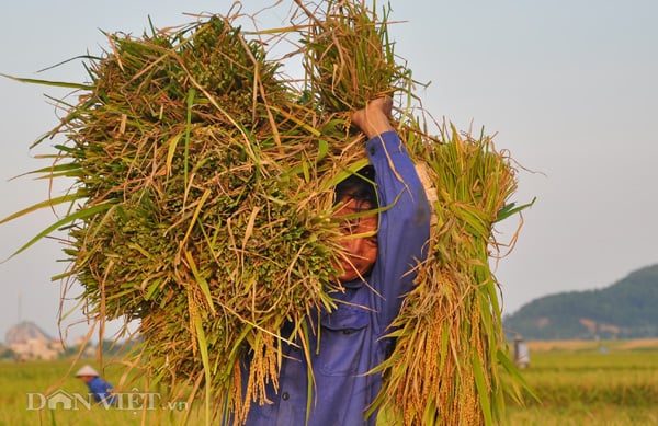 Theo ghi nhận của phóng viên, nhiệt độ ngoài trời tại Ninh Bình vào những ngày này luôn rất cao, có thời điểm lên đến trên 40 độ C. Theo ghi nhận của phóng viên, nhiệt độ ngoài trời tại Ninh Bình vào những ngày này luôn rất cao, có thời điểm lên đến trên 40 độ C.