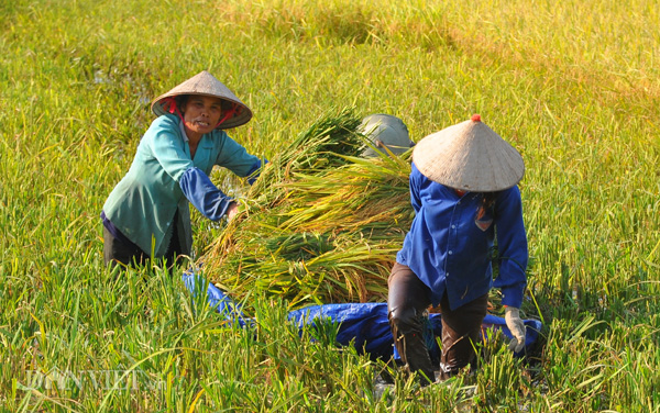 Ngày ít kéo được 2 mẫu, ngày nhiều được hơn 3 mẫu, công việc khá vất vả, mệt nhọc nhưng tính ra tôi cũng có thu nhập vài trăm nghìn đồng/ngày Ngày ít kéo được 2 mẫu, ngày nhiều được hơn 3 mẫu, công việc khá vất vả, mệt nhọc nhưng tính ra tôi cũng có thu nhập vài trăm nghìn đồng/ngày