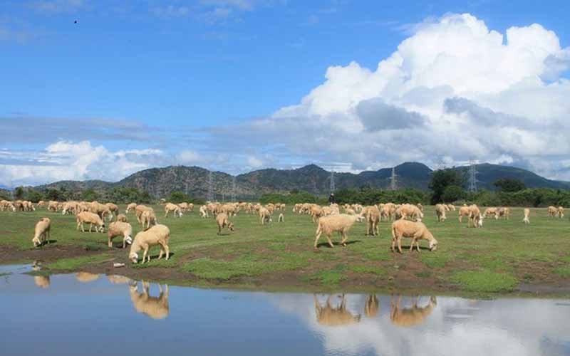 Đồng cừu An Hòa thuộc thôn An Hòa, xã Xuân Hải, huyện Ninh Hải. Đồng cừu có số lượng đàn rất lớn, từ vài trăm cho đến cả nghìn con. Khi đến đây, du khách có thể ngắm đàn cừu, chiêm ngưỡng thiên nhiên hùng vĩ, dùng cơm với người nông dân và khám phá kỹ thuật chăn nuôi, cắt lông cừu. Ảnh: Phước Bình. Đồng cừu An Hòa thuộc thôn An Hòa, xã Xuân Hải, huyện Ninh Hải. Đồng cừu có số lượng đàn rất lớn, từ vài trăm cho đến cả nghìn con. Khi đến đây, du khách có thể ngắm đàn cừu, chiêm ngưỡng thiên nhiên hùng vĩ, dùng cơm với người nông dân và khám phá kỹ thuật chăn nuôi, cắt lông cừu. Ảnh: Phước Bình.