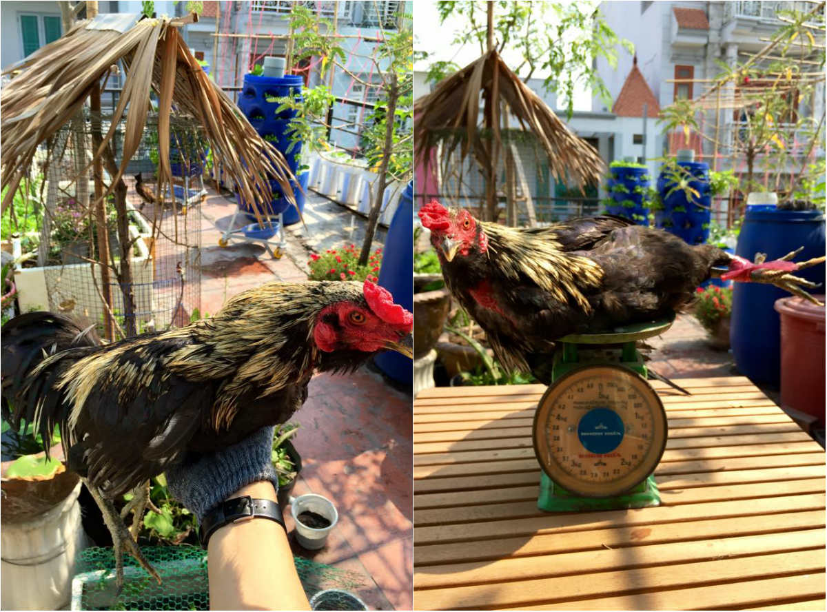 Những chú gà được nuôi trên sân thượng, lớn nhanh, thịt thơm ngon Những chú gà được nuôi trên sân thượng, lớn nhanh, thịt thơm ngon