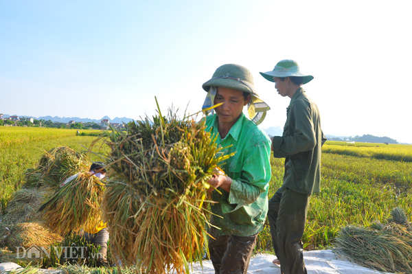 Đội mũ có vành rộng, dùng khăn mát quàng quanh đầu, cổ…là các biện pháp mà nông dân ở các huyện của tỉnh Ninh Bình dùng để chống lại nắng nóng kỷ lục khi thu hoạch lúa trong những ngày này. Đội mũ có vành rộng, dùng khăn mát quàng quanh đầu, cổ…là các biện pháp mà nông dân ở các huyện của tỉnh Ninh Bình dùng để chống lại nắng nóng kỷ lục khi thu hoạch lúa trong những ngày này.