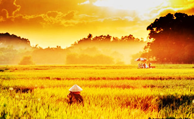 Ngày hè rực nắng trên cánh đồng lúa chín. Ngày hè rực nắng trên cánh đồng lúa chín.