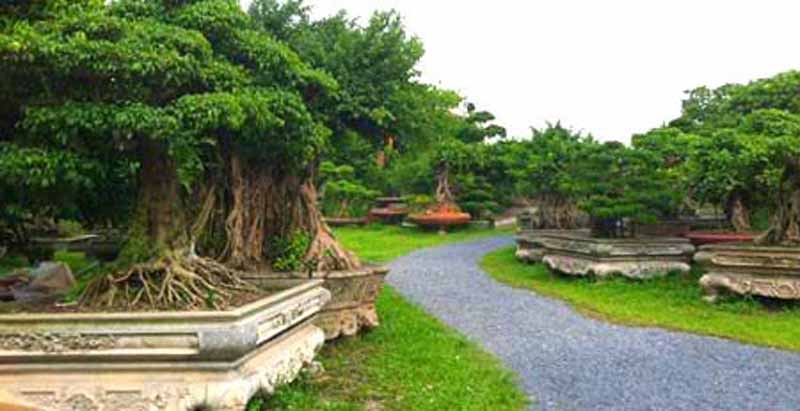 Đại gia này được đánh giá là người sở hữu nhiều cây đẹp và đắt tiền nhất Việt Nam. Ảnh: Vietnamnet. Đại gia này được đánh giá là người sở hữu nhiều cây đẹp và đắt tiền nhất Việt Nam. Ảnh: Vietnamnet.
