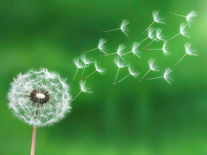 Bồ công anh có danh pháp khoa học là Taraxacum. Đây là chi thực vật có hoa thuộc họ Cúc. Bồ công anh có danh pháp khoa học là Taraxacum. Đây là chi thực vật có hoa thuộc họ Cúc.